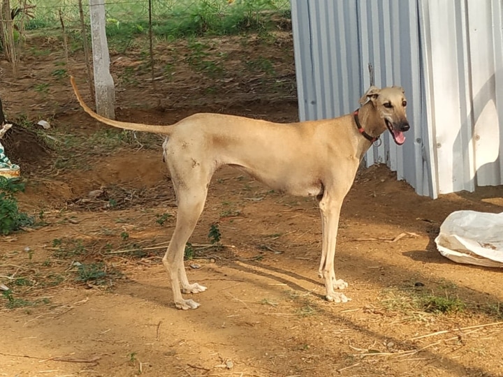 Rajapalayam Dog Interesting Facts: 'சிங்கத்தின் கர்ஜனையை ஒத்த குரைப்பொலி’ ஆக்ரோஷமான காவல்த்திறன் கொண்ட நாய்கள்..!