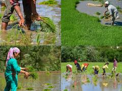 IN PICS | Amid Partial Covid Relaxation Paddy Farmers Transplant Saplings For New Season