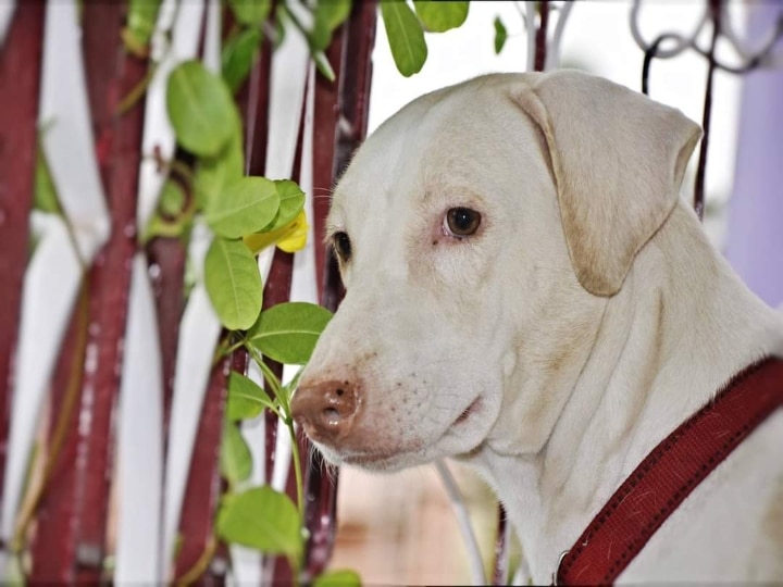 Rajapalayam Dog Interesting Facts: 'சிங்கத்தின் கர்ஜனையை ஒத்த குரைப்பொலி’ ஆக்ரோஷமான காவல்த்திறன் கொண்ட நாய்கள்..!