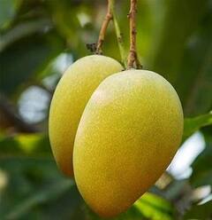 Mango Benefits: ਕੋਰੋਨਾ ਕਾਲ ’ਚ ਅੰਬ ਖਾਣ ਦੇ ਅਨੇਕਾਂ ਫ਼ਾਇਦੇ