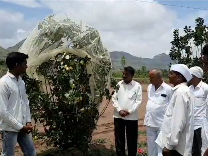 नाशिक जिल्हयाच्या सटाणा तालुक्यात अनेक शेतकरी मुख्य पीक म्हणजे डाळींब,अर्ली द्राक्ष आणि कांद्याच उत्पादन घेत असतात. सटाणा तालूक्यात अनेक शेतकरी वेगवेगळे प्रयोग करीत असतांत. आखातवाडे येथिल तरुण शेतकरी चंद्रकांत ह्याळीज याने आपल्या वडिलोपार्जित पाच एकर क्षेत्रापैकी एक गुंठ्यात सफरचंद रोपांची तीन वर्षांपूर्वी हरीमन 99 जातीच्या रोपांची लागवड केली.चंद्रकांत ह्याळीज याने डाळींब रोप हिमाचलमध्ये पाठविल्यानंतर तेथिल काही लोकांनी ४५ डिंग्री तापमानात सफरचंद येऊ शकतात अशी माहिती दिल्यानंतर त्याने सुरवातील ३० रोप मागविली आणि त्याची लागवड केली. त्यानंतर त्यातील सात–आठ रोप खराब झाली मात्र बाकी सत्तावीस रोप जगली आणि आजच्या स्थितीला त्याला सफरचंद लागली.