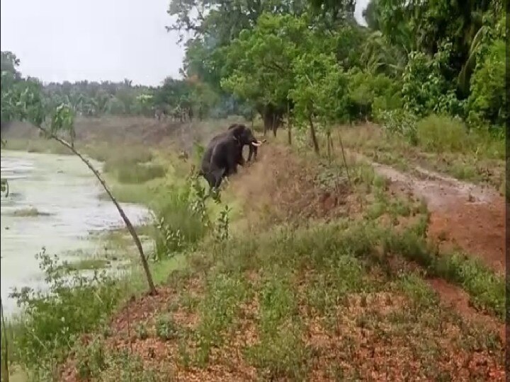 கோவை : குளத்தில் குளித்து விளையாடிய காட்டு யானைகள் : காட்டுக்குள் அனுப்பிய வனத்துறையினரின் முயற்சி என்ன?