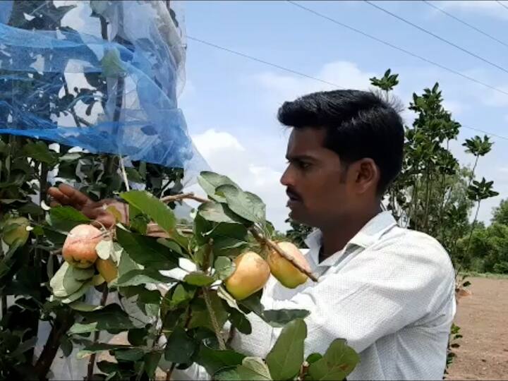 सफरचंद म्हटले की आपल्याला डोळ्यासमोर येतं ते जम्मू-काश्मीर आणि हिमाचल प्रदेश, मात्र डाळींबाच आगार असलेल्या बागलाण म्हणजेच सटाणा तालुक्यात आता सफरचंदाची शेती फुलली आहे. सटाणा तालूक्यातील आखातवाडे येथील तरुण शेतकरी चंद्रकांत ह्याळीज याने आपल्या शेतात प्रायोगिक तत्वावर केलेल्या शेतात सफरचंदाच्या शेतीचा प्रयोग यशस्वी करुन दाखवला आहे.