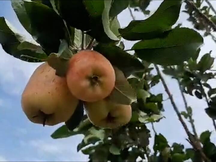 एकूणच द्राक्ष आणि डाळींबा सोबतच हिमाचल प्रदेशातील वातावरणात उत्पादीत होणारी सफरचंद नाशिक जिल्हयात यशस्वी पणे उत्पादीत होऊ शकतात हे चंद्रकांत ह्याळीज यांनी सिद्ध करुन दाखवले आहे.