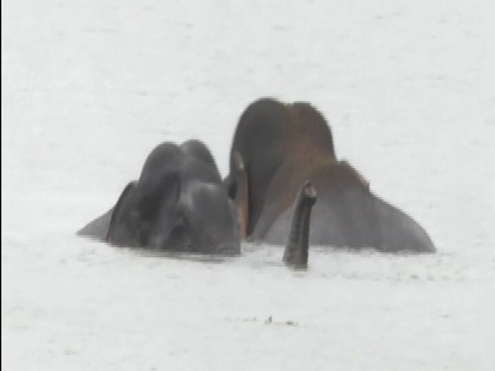 கோவை : குளத்தில் குளித்து விளையாடிய காட்டு யானைகள் : காட்டுக்குள் அனுப்பிய வனத்துறையினரின் முயற்சி என்ன? Wild elephants bathing and playing in the pond in coimbatore கோவை : குளத்தில் குளித்து விளையாடிய காட்டு யானைகள் : காட்டுக்குள் அனுப்பிய வனத்துறையினரின் முயற்சி என்ன?