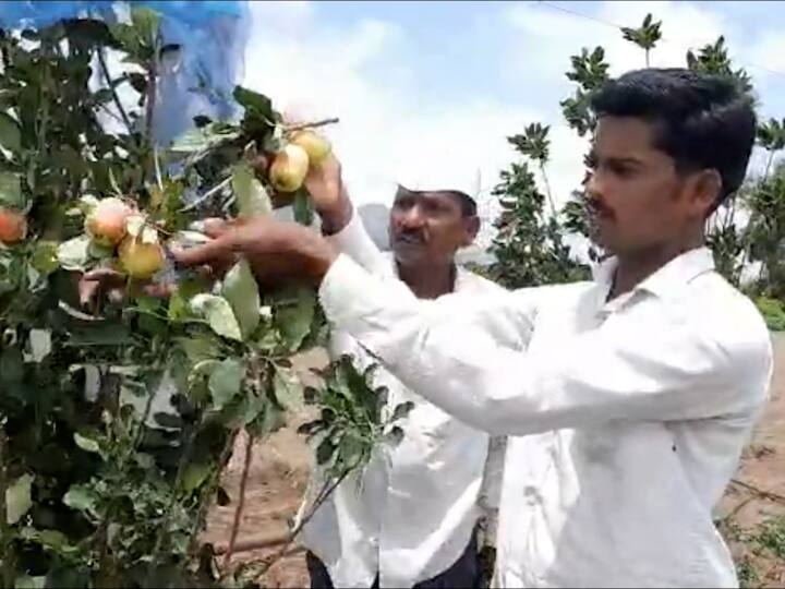 डाळींबाच्या शेतीला मोठा खर्च औषध फवारणीसाठी होतो मात्र सफरचंदाच्या शेतीला कमी खर्च लागत असल्याने येत्या काही दिवसात एक एकर क्षेत्रात सफरचंदाच्या रोपांची लागवड ह्याळीज यांनी करण्याचा निर्णय घेतला आहे.