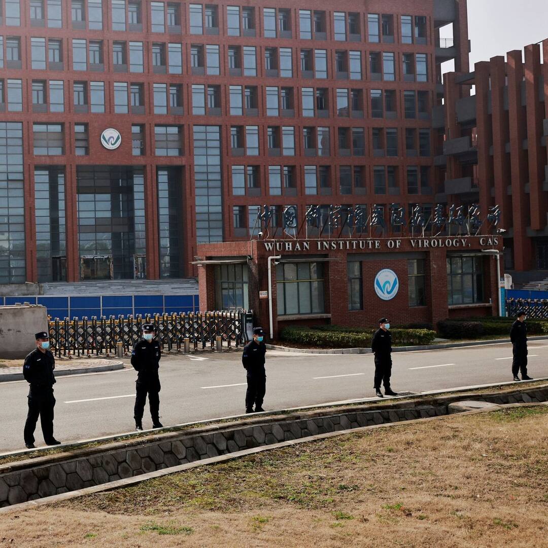 Live bats were kept in cages inside the Wuhan Institute of Virology Coronavirus Origin: વુહાન લેબ પર મોટો પુરાવો, પાંજરામાં કેદ રાખવામાં આવે છે જીવતા ચામાચિડીયા