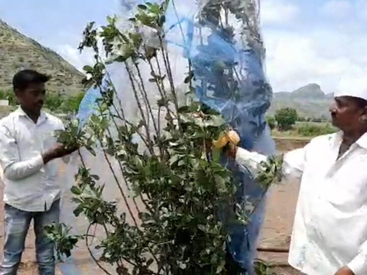 योग्य व्यवस्थापन आणि नियोजन केल्याने अवघ्या 23 झाडांपैकी यंदा एका झाडाला 150 पेक्षा जास्त सफरचंद लागली आहेत. विशेष म्हणजे 30 किलो सफरचंद 150 रुपये किलोने विक्री सुध्दा झाली आणि त्यातून चार हजार रुपयांच उत्पन्न त्यांना मिळाले.