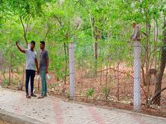 கிரிவலப்பாதையில் துள்ளி குதித்து விளையாடும் மான்கள்