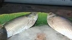 Hilsa: দুধের স্বাদ ঘোলে! মৎস্যপ্রিয় বাঙালির পাতে পদ্মার বদলে মায়ানমারের ইরাবতীর ইলিশ
