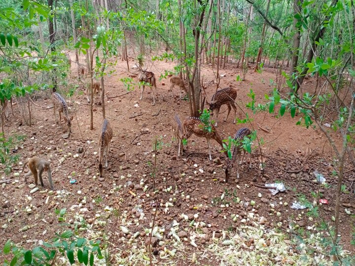 கிரிவலப்பாதையில் துள்ளி குதித்து விளையாடும் மான்கள்