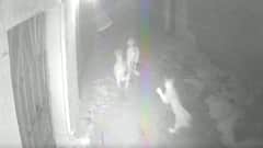 અમરેલીના આ ગામની બજારમાં મધરાત્રે સિંહે કર્યું મારણ, જુઓ CCTV