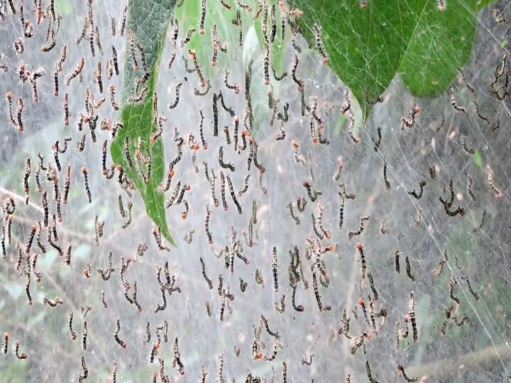 Kodaikanal Moth Update: பிரம்மாண்ட  கூடாரம் கட்டிய அந்துப்பூச்சி - ஆர்வத்துடன் பார்க்கும் மக்கள்!