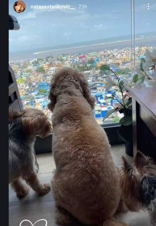 इसके अलावा एक फोटो में उनके डॉगी भी नजर आ रहे हैं. जो किसी रूम की विंडो के बाहर देख रहे हैं. इस फोटो को नताशा ने अपनी स्टोरी पर शेयर किया था.