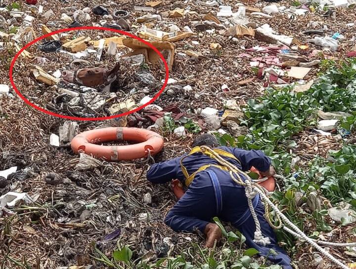 રાજકોટ: આજી નદીના પટમાં આવેલા કિચડમાં ઘોડો ફસાયો હતો. આ અંગે ફાયર બ્રિગેડને જાણ કરવામાં આવતાં તાબડતોબ ફાયરની ટીમ દોડી આવી હતી અને ઘોડાનું કરાયું રેસ્ક્યુ કર્યું હતું.