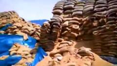 Lack of storage leads to grain wastage |Ghanti Bajaao (17 June 2021)