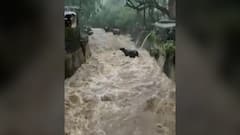 विरारमध्ये पुराच्या पाण्यात तीन जनावरं वाहून गेली, अग्निशमन दलाकडून दोन म्हशींना बाहेर काढण्यात यश