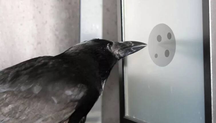 Crows understand concept of zero claim in study ਕਾਂ ਸਮਝਦੇ 'ਜ਼ੀਰੋ ਦਾ ਮਤਲਬ', ਨਵੀਂ ਸਟੱਡੀ 'ਚ ਹੈਰਾਨ ਕਰਨ ਵਾਲਾ ਖੁਲਾਸਾ