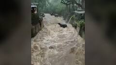 Virar Rain Loss : विरारमध्ये पुराच्या पाण्यात तीन जनावरं वाहून गेली, पालघर, ठाणे, रत्नागिरीत मुसळधार