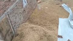 અરવલ્લી જિલ્લામાં મોડી રાત્રે ખાબક્યો સાર્વત્રિક વરસાદ, ભારે પવનને કારણે કેટલું થયું નુકસાન?