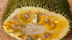 Diabetes Control : फणसाची चमचाभर पावडर आणि मधुमेह नियंत्रणात, पंतप्रधानांसमोर पावडरचं सादरीकरण