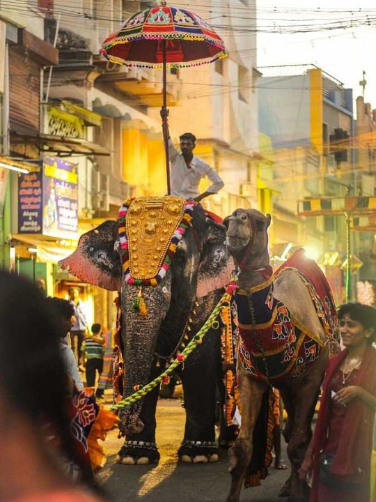 மதுரை மீனாட்சியம்மன் கோயில் யானைக்கு  ‛ஸ்விம்மிங் பூல்’!