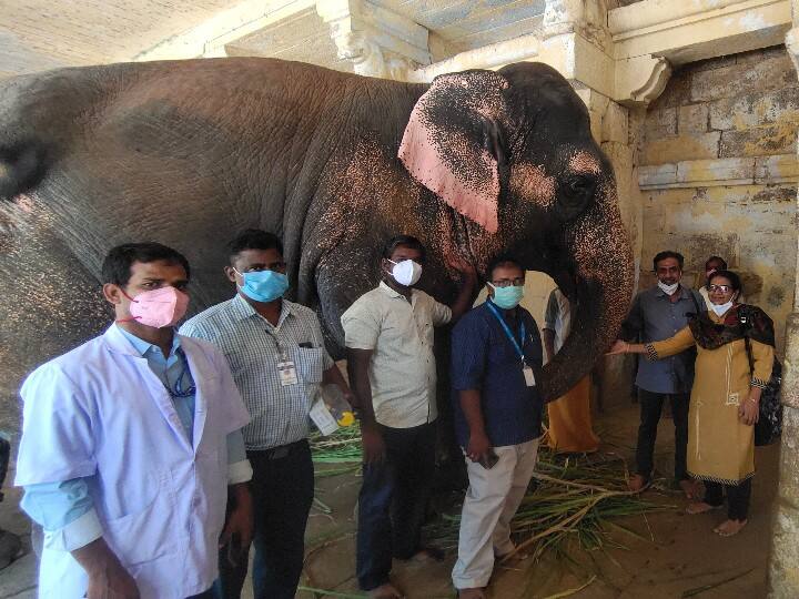 Madurai Meenakshi Temple Elephant is being treated for cataract மதுரை : யானைக்கு கண்புரை நோயா? தாய்லாந்து மருத்துவர்களிடம் ஆலோசனை பெறவுள்ளதாக தகவல்..!