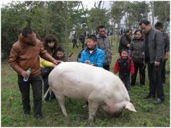 चीन में 'मजबूत इच्छा शक्ति वाले सूअर' की मौत पर पसरा मातम, जानिए भूकंप से बच निकलने की कहानी