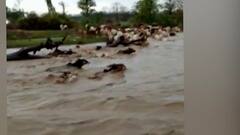 पारडी, नस्करी भागात जोरदार पाऊस, नाल्याच्या पुरात पाच जनावरं वाहून गेली,पुरामुळे तीन घरांचंही नुकसान