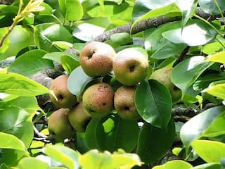 கொடைக்கானல் : விளைச்சல் இருந்தும் விலையில்லாத ஏழைகளின் ஆப்பிள் : கடும் நஷ்டத்தின் விவசாயிகள்..!