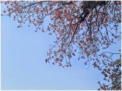 Mahua oil Benefits: महुआ के तेल में हैं कुछ शानदार गुण, जानिए कैसे पहुंचा सकता है फायदा