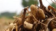 બનાસકાંઠામાં વરસાદ પડતાં ખેતીને નુકસાન, મગફળી અને બાજરીનો પાક નિષ્ફળ