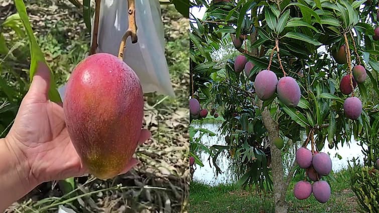 World most expensive mango Miyazaki in Bangladesh Check Prices Origin Japanese Miyazaki Mango: দাম কেজিপ্রতি ২ লক্ষ ৭০ হাজার টাকা! এই হল মিয়াজাকি, বিশ্বের সবচেয়ে দামী আম
