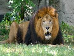 வண்டலூர் பூங்கா சிங்கங்களுக்குப் பரவியது மாறுபட்ட கொரோனா வைரஸ் தொற்று..!