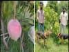 Japnese Miyazaki Mangoes: ஒரு மாம்பழம் ரூ.27 ஆயிரமா... ஆட்களுடன் 6 நாய்கள் பாதுகாப்பு போட இது தான் காரணம்!