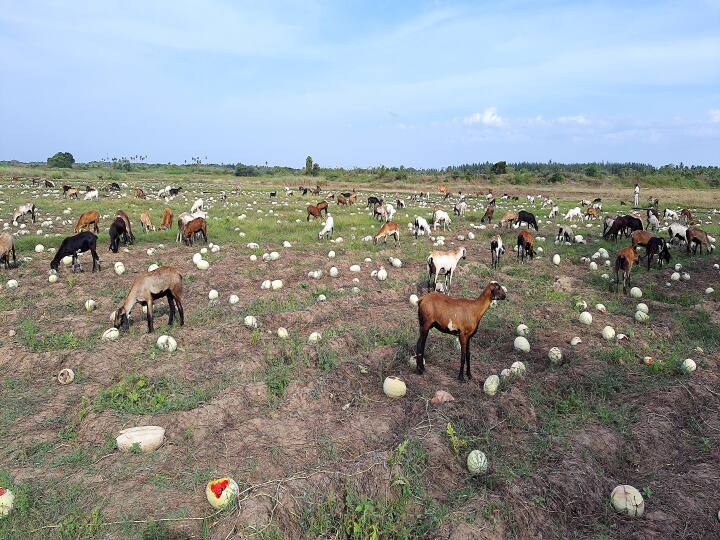sirkaali Watermelon fruits wasted due to curfew பறிக்க முடியாத தர்பூசணிகள்: கால்நடைகளுக்கு உணவாகும் அவலம்