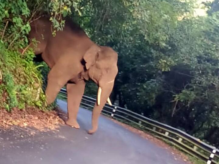 kodaikanal lone wild elephant threatening vehicles வாகனங்களை வழிமறித்து அச்சுறுத்தும் ஒற்றை காட்டு யானை