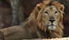 Dreadful Delta Variant Of Coronavirus Found In Four Lions At Chennai Zoo