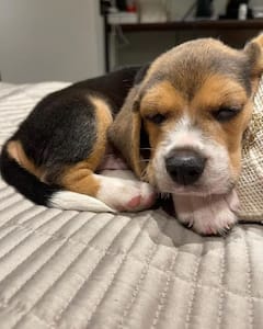 Varun Dhawan's Pet Dog: পোষ্যর নাম ঠিক করে ফেললেন বরুণ ধবন, যোগ রয়েছে টিভি শো ‘ফ্রেন্ডস’-এর সঙ্গে