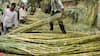 Yogi Govt Makes Record Payment To Cane Growers