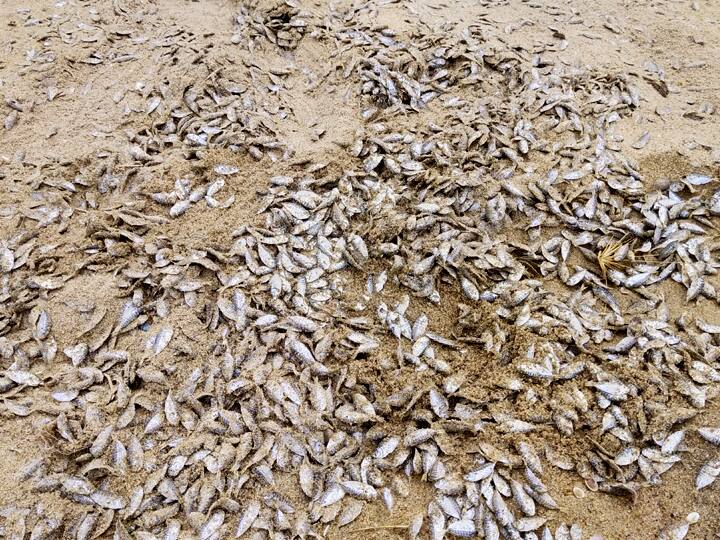 Fish's death on the beach at Nochchikuppam நொச்சிக்குப்பம் கடற்கரையில் குவியல் குவியலாக செத்து கிடக்கும் மீன் குஞ்சுகள்