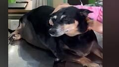 पुण्यात श्वानाचा लठ्ठपणा कमी करण्यासाठी शस्त्रक्रिया,दीपिकावर लेप्रोस्कोपिक स्लीव्ह गॅस्ट्रॅक्ट्रॉमी