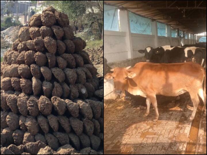 800 kg cow dung stolen from Dhurena village in Chhattisgarh, police register case of theft गोबर की तलाश में जुटी पुलिस! छत्तीसगढ़ में चोरी हुआ गाय का 800 किलो गोबर, केस दर्ज कर जांच ‏शुरू