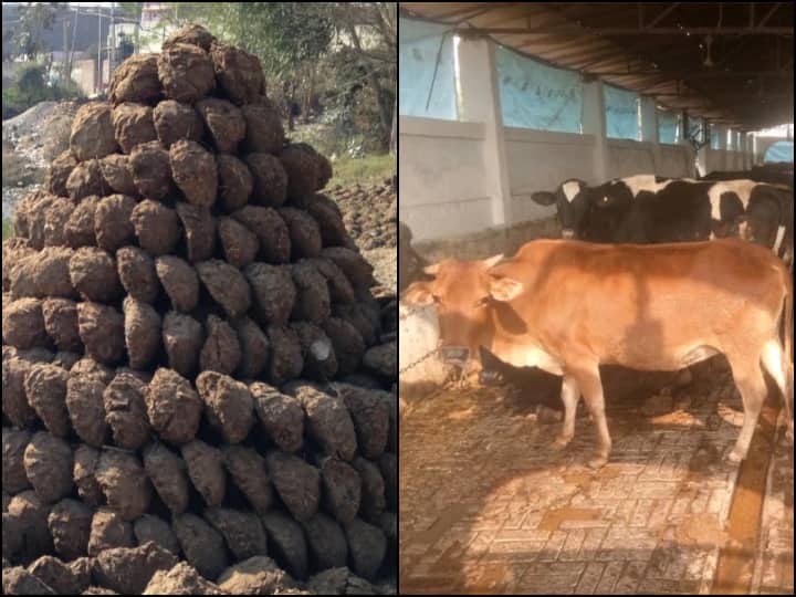 छत्तीसगढ़ में चोरी हुआ गाय का 800 किलो गोबर, पुलिस ने केस दर्ज कर शुरू की जांच