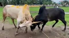 Bull Fight : गावापाठोपाठ शहरातही बैलांची झुंज, जुनी डोंबिवली भागातला धक्कादायक प्रकार