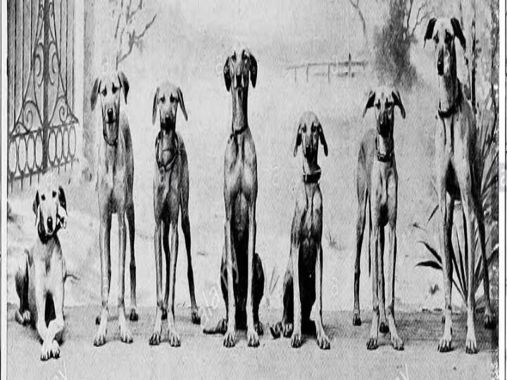 Learn the secrets about dogs 