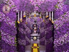 PHOTO Pandharpur Vitthal Mandir : ज्येष्ठ शुद्ध अर्थात निर्जला एकादशीनिमित्त विठुरायाची रावुळी रंगीबेरंगी फुलांनी सजली