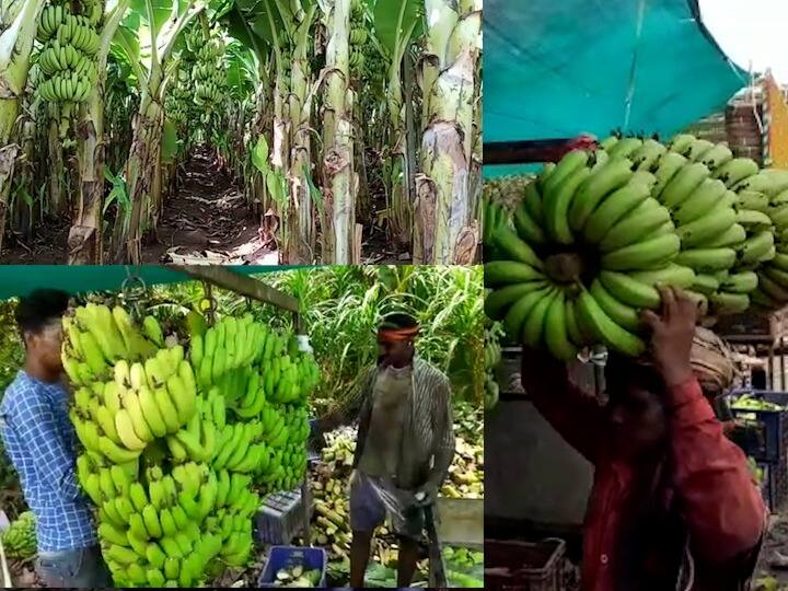 Jalgaon bananas get GI rating Twelve hundred containers of bananas exported to Arab countries during the year जळगावच्या केळींना जीआय मानांकन प्राप्त; वर्षभरात बाराशे कंटेनर आखाती देशात निर्यात, उत्पादकांसाठी सुवर्णसंधी
