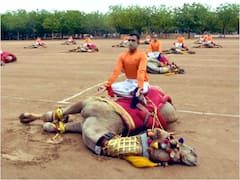 BSF Jawans Criticised For Performing Yoga On Camel's Back In Jodhpur