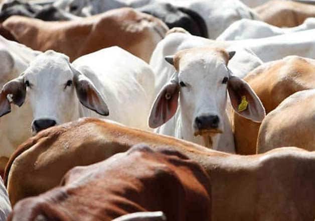 Assam Assembly passes Cattle Protection Bill banning sale of beef within 5 km of temples ann Cattle Protection Bill: असम विधानसभा में मंदिरों के 5KM दायरे के भीतर बीफ की बिक्री पर प्रतिबंध लगाने वाला मवेशी संरक्षण विधेयक पारित